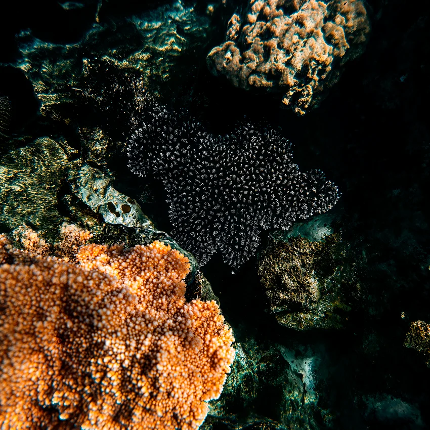 Close-up of coral and marine textures in warm orange and dark tones for the Dom Pérignon case study — ai advertising agency Thinkdiff, photography & art direction by Pierrick Jégou, produced by Thinkdiff AI Production House