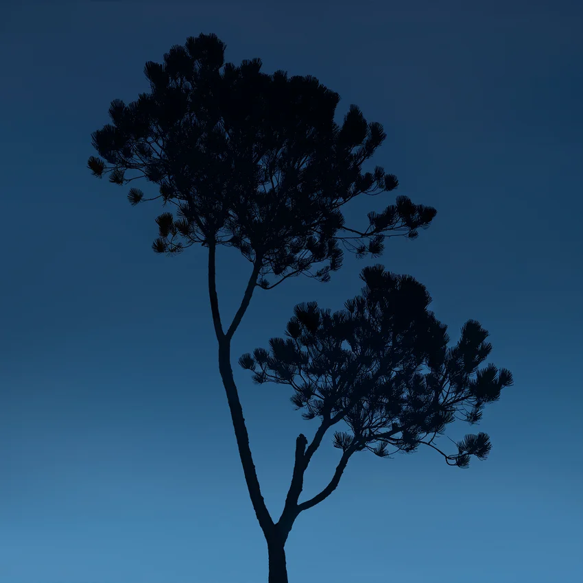 Silhouette of a lone pine tree against a deep blue sky for the Dom Pérignon case study — 3d product visualization Thinkdiff, photography & art direction by Pierrick Jégou, produced by Thinkdiff AI Production House